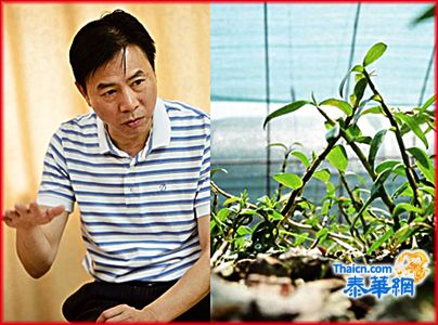 挖掘铁皮石斛价值与弘扬中医药文化